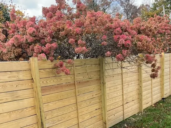 Horizontal Wood Privacy Fence — Hydrangea Border